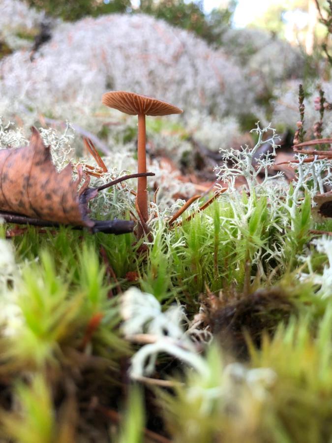 Mysig Och Modern Stuga Pa Snoegard, Naera Havet Och Naturen Lur  Exterior foto